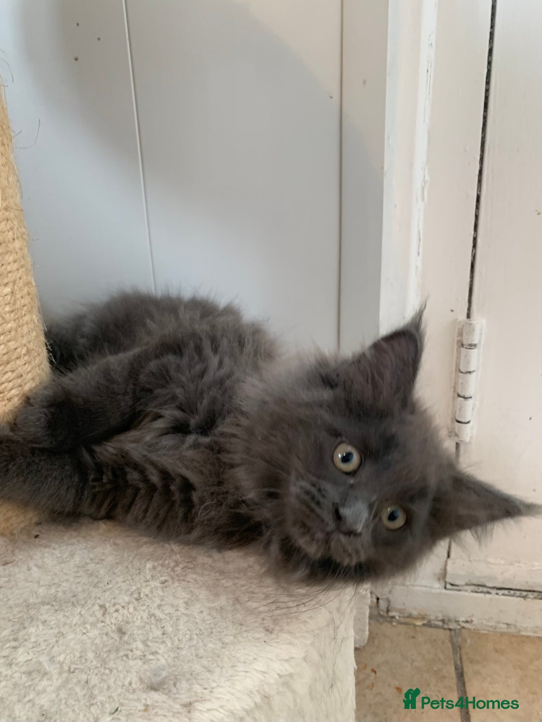 Maine Coon cats for sale: Beautiful Maine coon babies - Image 8