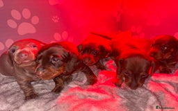 Dachshund dogs for sale: 5 miniature   dachshund  - Image 7