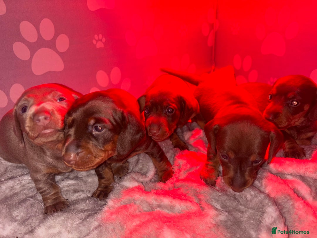 Dachshund dogs for sale: 5 miniature   dachshund  - Image 7