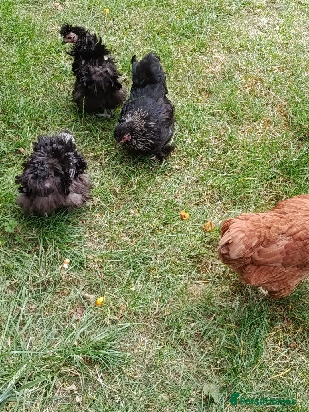 Chickens poultry for sale: Five chickens/ hens frizzle bantams & standard  - Advert 2