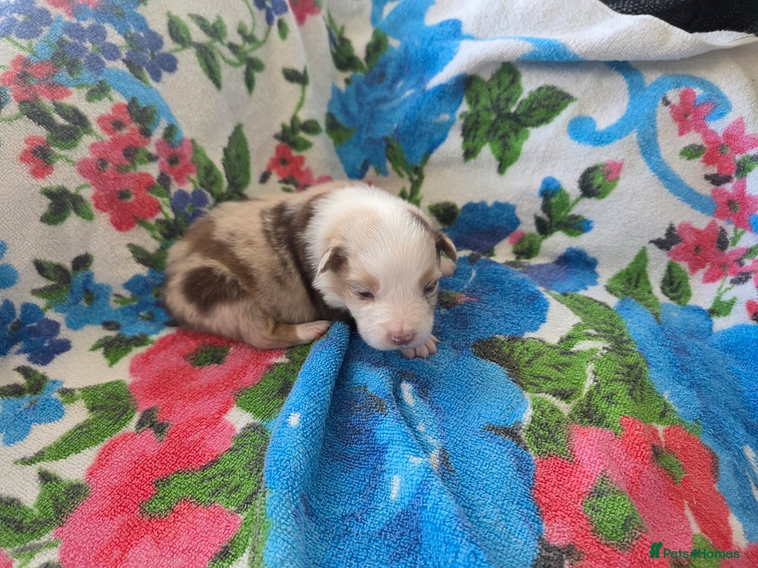 Australian Shepherd dogs for sale: Champion kc registerd pups - Image 16