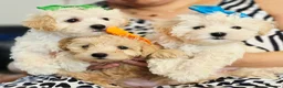 Maltipoo dogs for sale: £1000. 3 GIRLS LEFT . READY NOW . - Advert 19