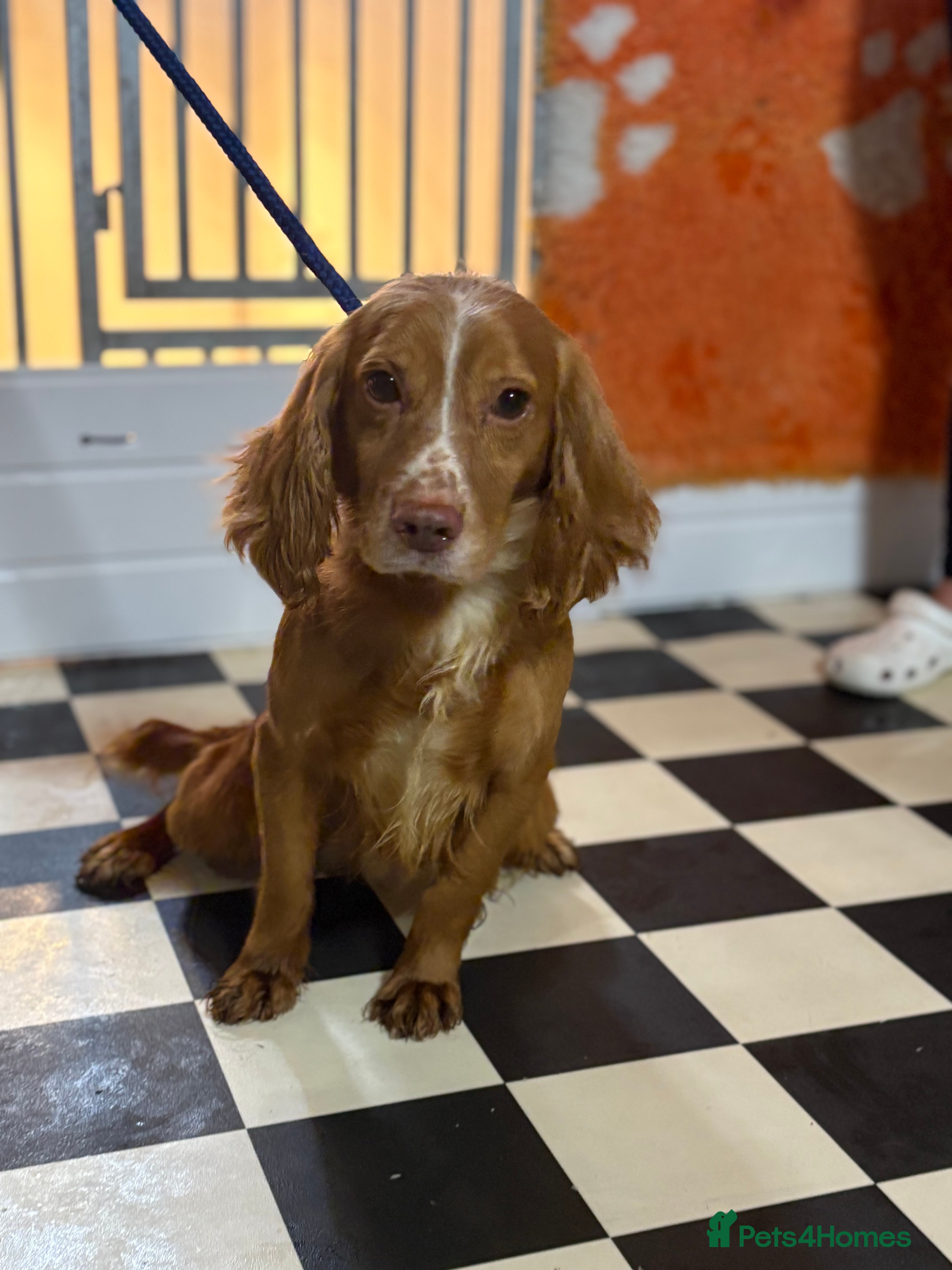 Cocker Spaniel dogs Male 2 year old cocker spaniel  - Advert 4