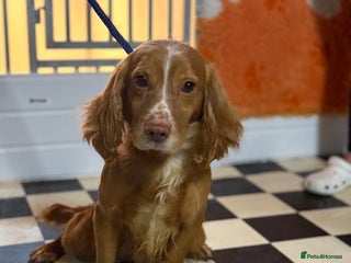 Cocker Spaniel dogs Male 2 year old cocker spaniel - Advert 4