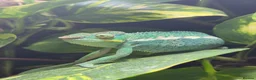 Chameleon reptiles for sale: Nosy be panther chameleon and full set up in Basildon - Advert 2