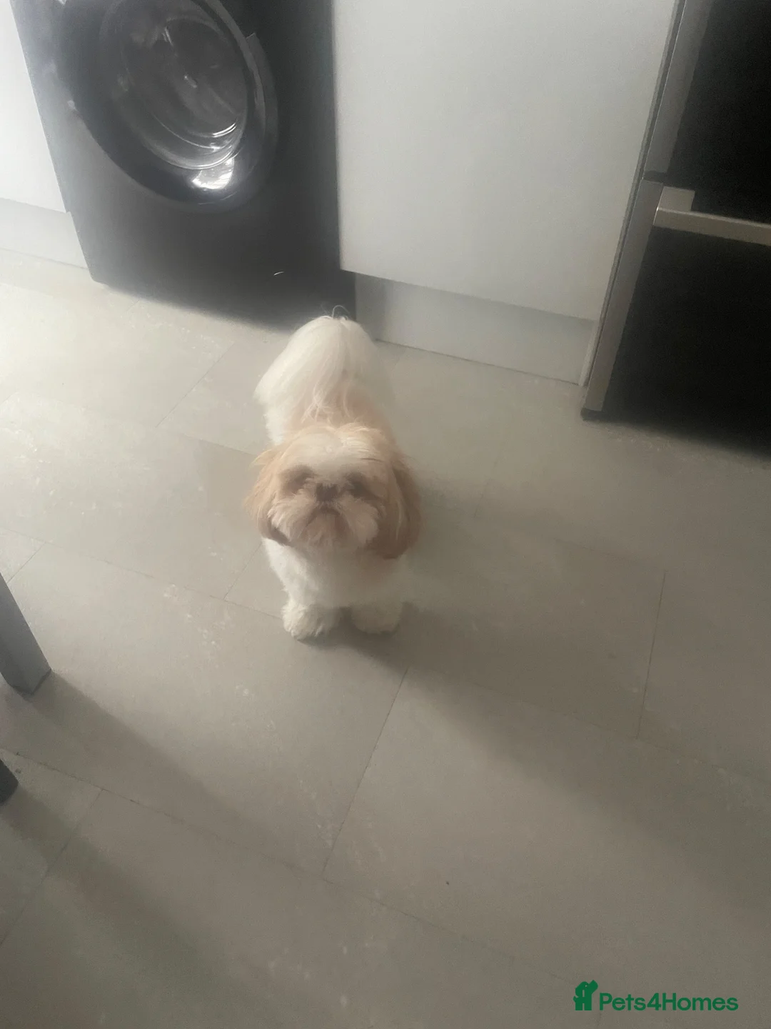 Shih Tzu dogs for sale: Male ship tzu in Birmingham - Advert 2