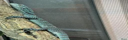 Monitor reptiles for sale: Blue Tree Monitor CB baby - Advert 2