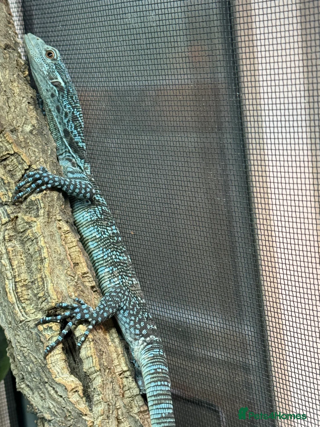 Monitor reptiles for sale: Blue Tree Monitor CB baby - Advert 2