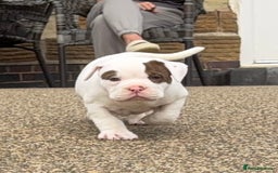 Olde English Bulldogge dogs for sale: Olde English Bulldogge puppies - Image 9