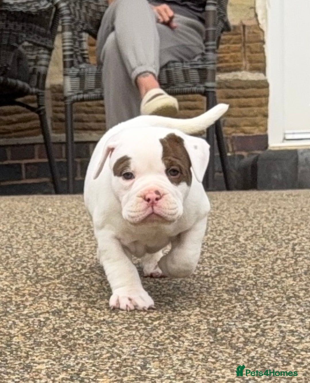 Olde English Bulldogge dogs for sale: Olde English Bulldogge puppies - Image 9