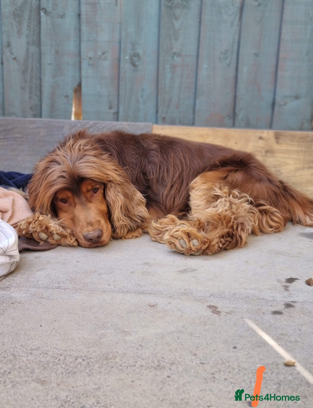 Cocker Spaniel dogs for stud: KC Choc Sable Cocker Spaniel  in Buckingham - Advert 10