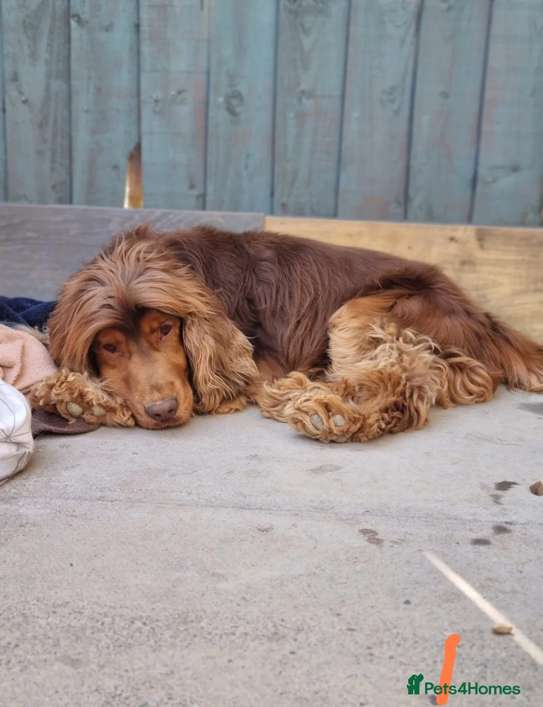 Cocker Spaniel dogs for stud: KC Choc Sable Cocker Spaniel  in Buckingham - Advert 10