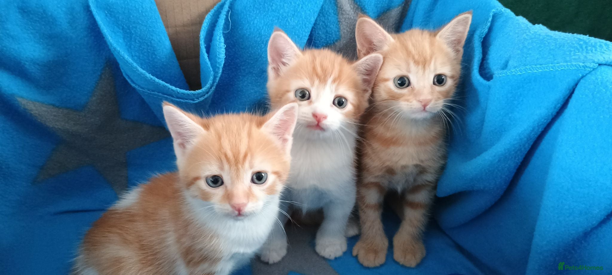 British Shorthair cats 3 ginger stripey boys for sale - Advert 11