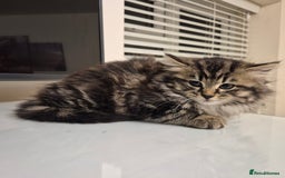 Mixed Breed cats for sale: Beautiful Mixed Breed Female Kitten - Image 6