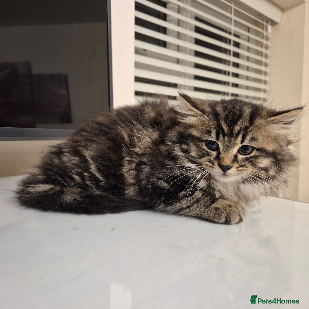 Mixed Breed cats for sale: Beautiful Mixed Breed Female Kitten - Image 6