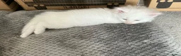 Maine Coon cats for sale: GCCF Registered MaineCoon Blue/Black Smoke & White in Edinburgh - Advert 19