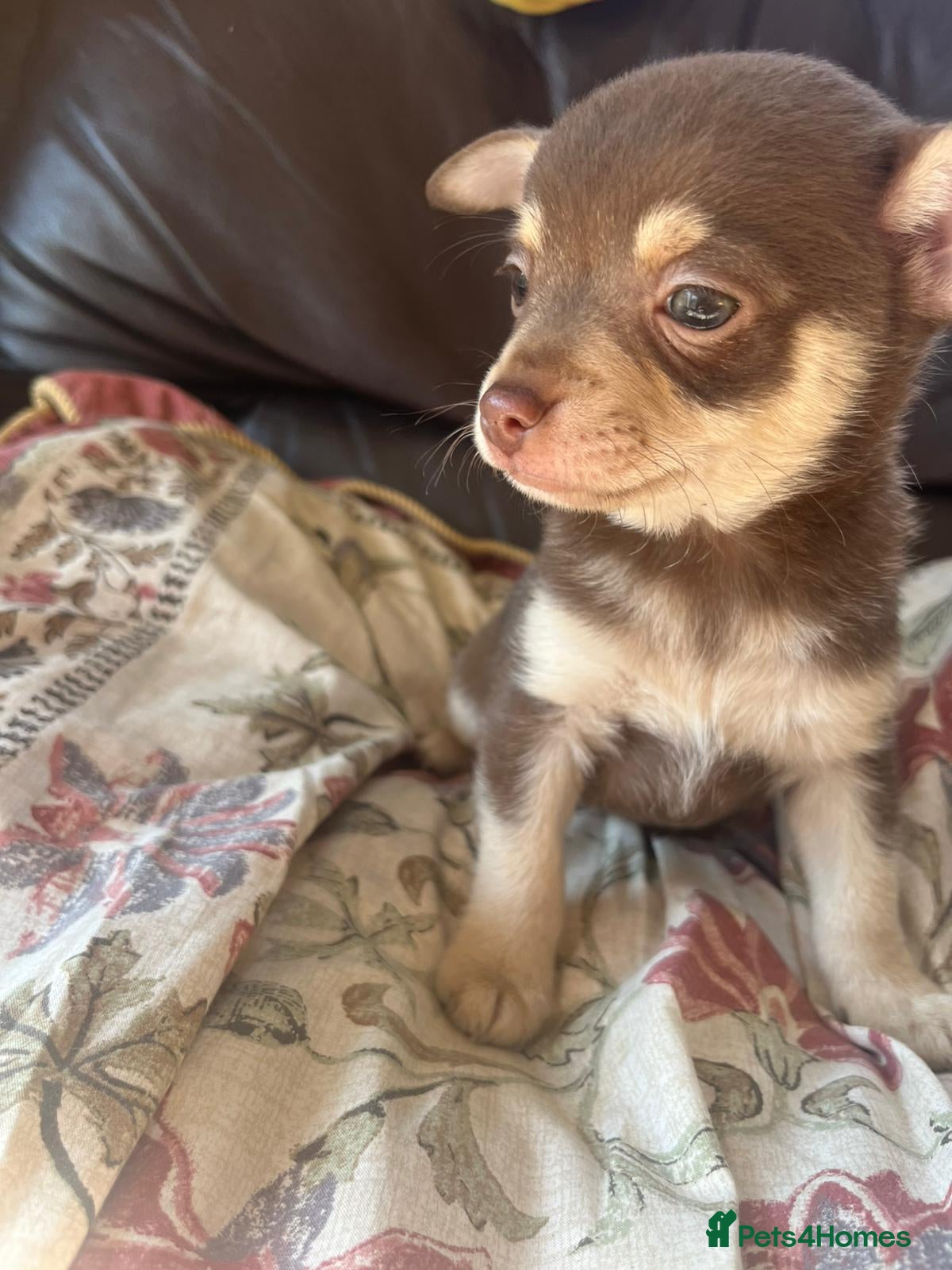 Chihuahua dogs 5 Beautiful Chihuahua Puppies For Sale  - Advert 2