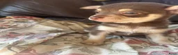 Chihuahua dogs for sale: 5 Beautiful Chihuahua Puppies For Sale  - Advert 2