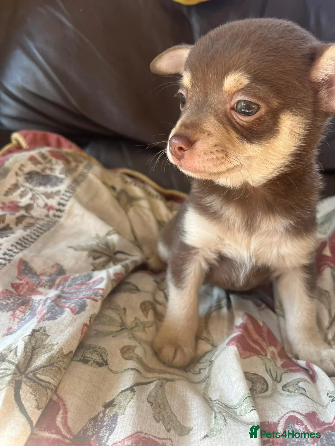 Chihuahua dogs for sale: 5 Beautiful Chihuahua Puppies For Sale  - Advert 2