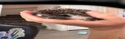 Pygmy Hedgehog rodents for sale: Male African Pygmy hedgehogs  - Advert 7