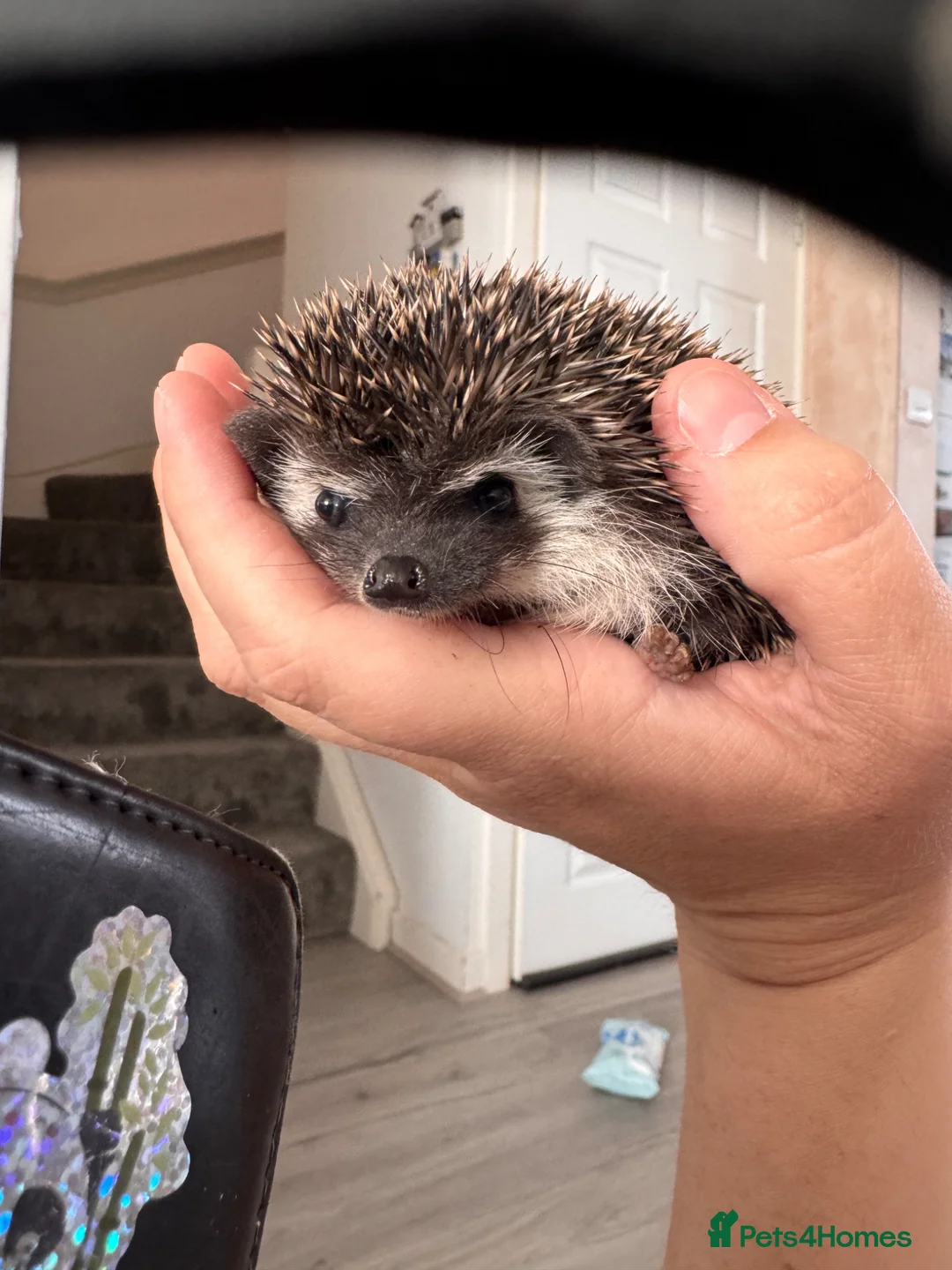 Pygmy Hedgehog rodents for sale: Male African Pygmy hedgehogs  - Advert 7