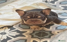French Bulldog dogs for sale: 2 fluffy frenchies ready to leave 3rd july in Ferndale - Image 33