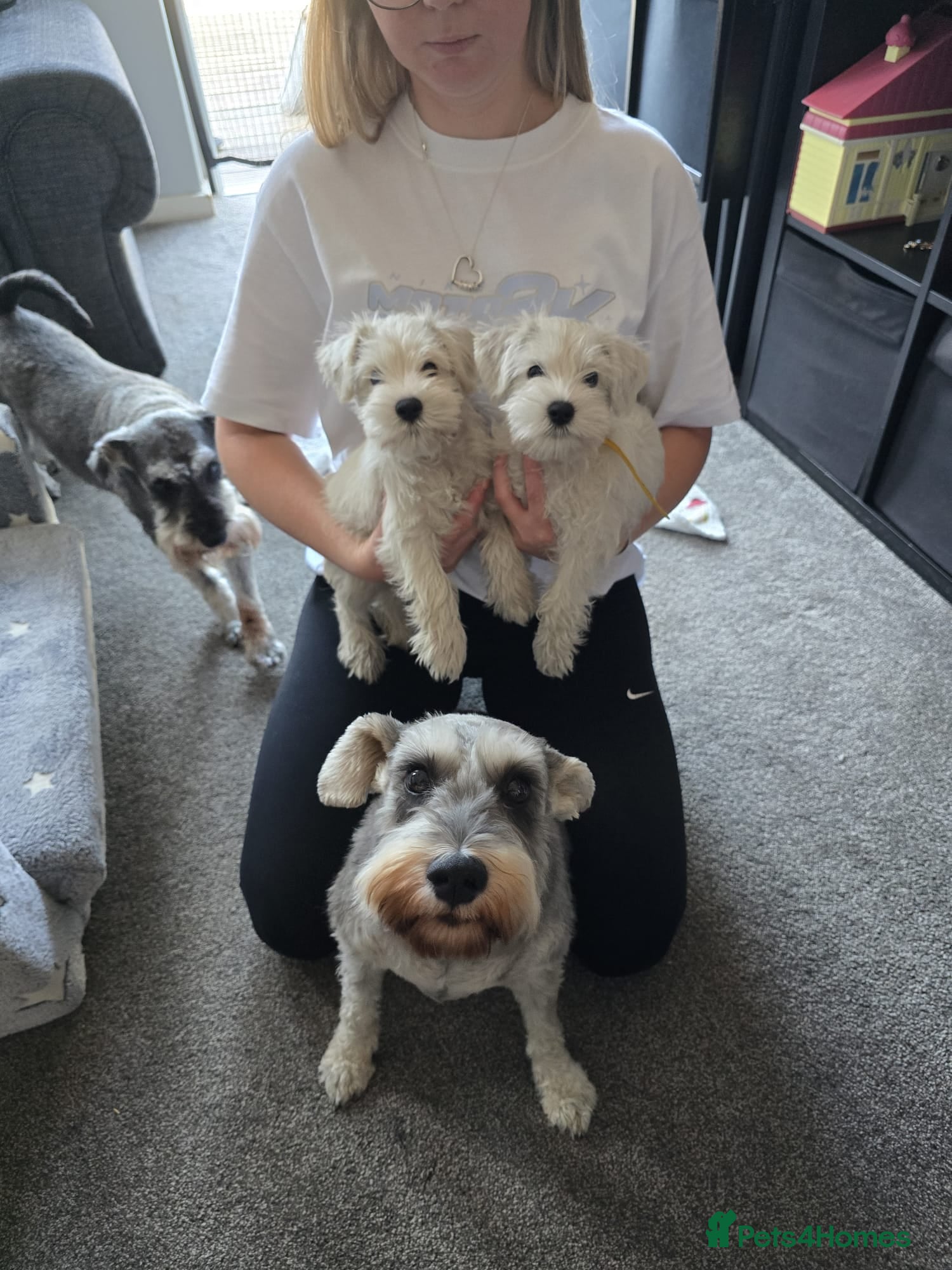 Miniature Schnauzer dogs 🐾 White Miniature Schnauzer Girls  🐾 - Advert 1