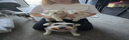 Miniature Schnauzer dogs for sale: 🐾 White Miniature Schnauzer Girls  🐾 - Advert 1