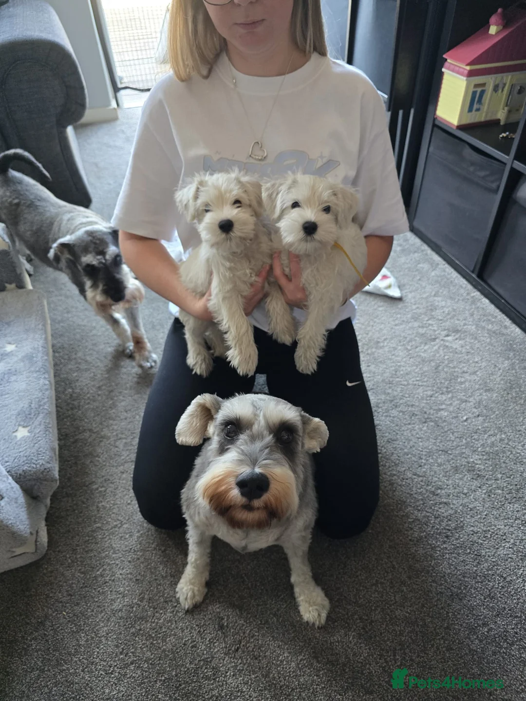 Miniature Schnauzer dogs for sale: 🐾 White Miniature Schnauzer Girls  🐾 - Advert 1