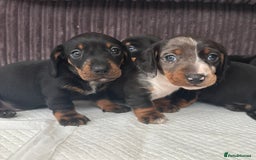 Miniature Dachshund dogs for sale: *REDUCED* 2 stunning female pups left - Image 12