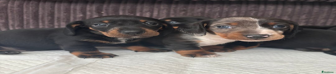 Miniature Dachshund Puppy 3