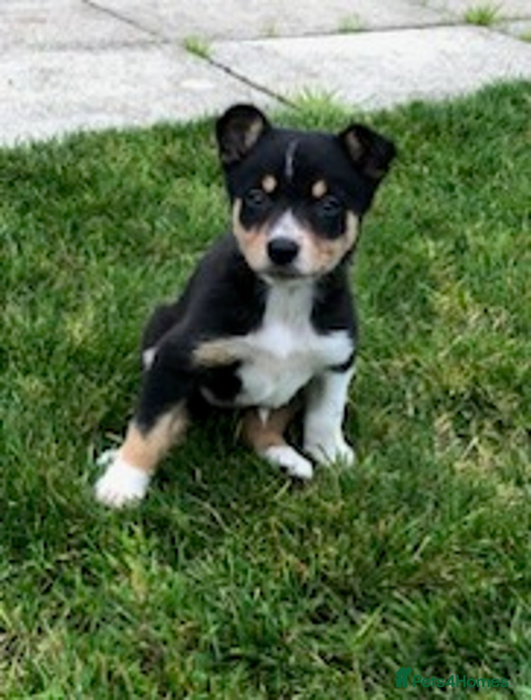 Border Collie dogs for sale: Adorable border collie pups - Image 5