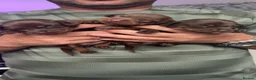 Miniature Dachshund dogs for sale: Miniature dashhound - Advert 8