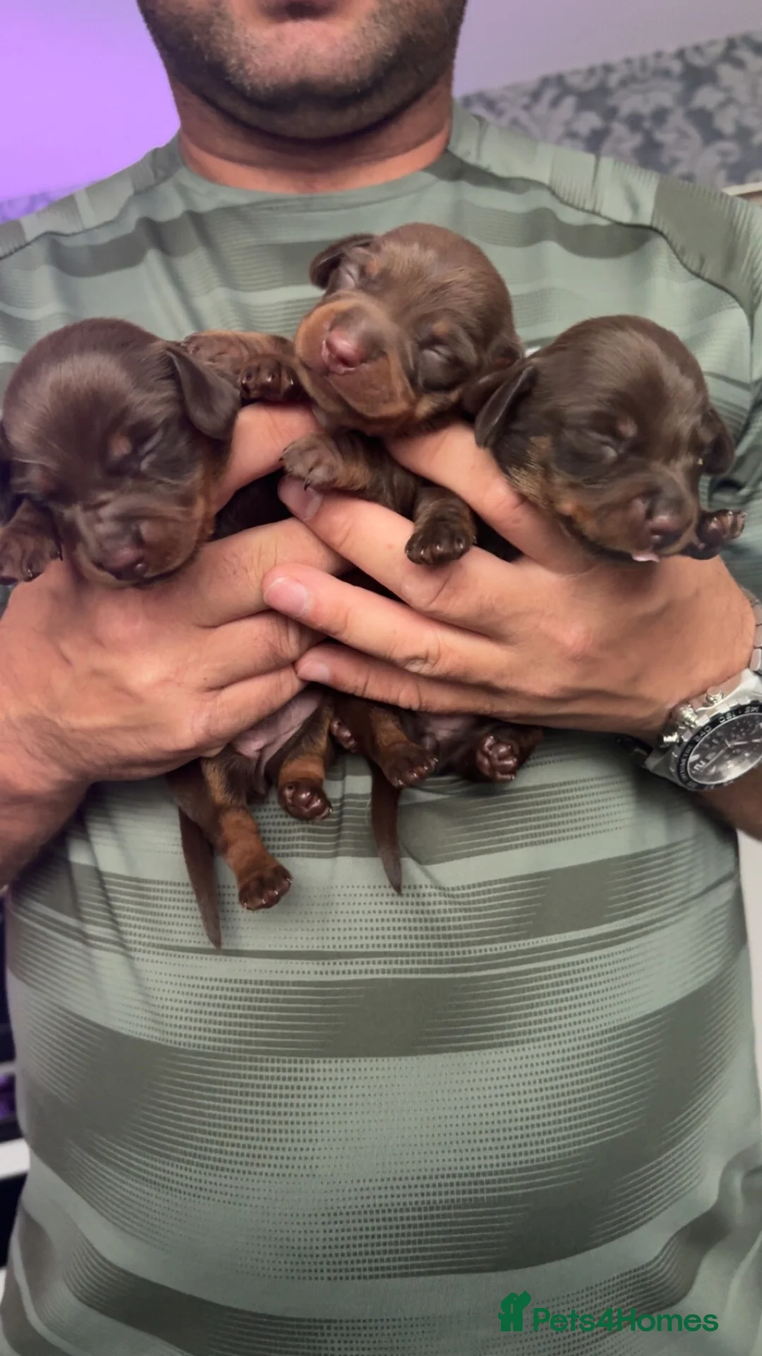 Miniature Dachshund dogs for sale: Miniature dashhound - Advert 8
