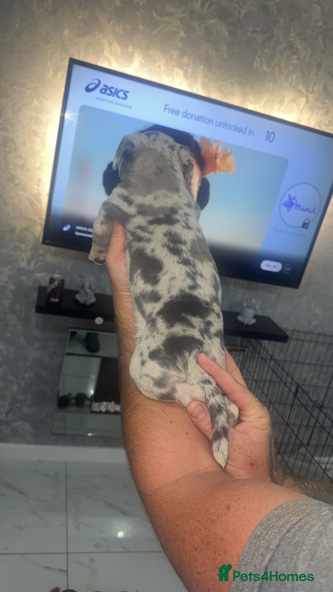 Mixed Breed dogs for sale: Staff x pocket bully pups - Image 8