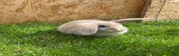 Mini Lop rabbits for sale: Beautiful coloured mini lops - Advert 9