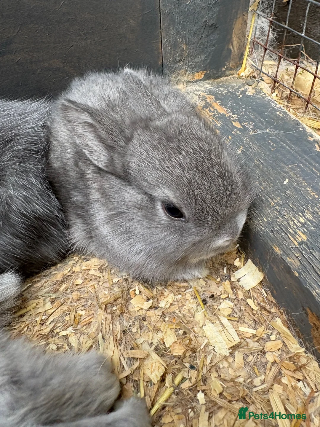 Netherland Dwarf rabbits for sale: Netherland dwarf x Rex  - Advert 12