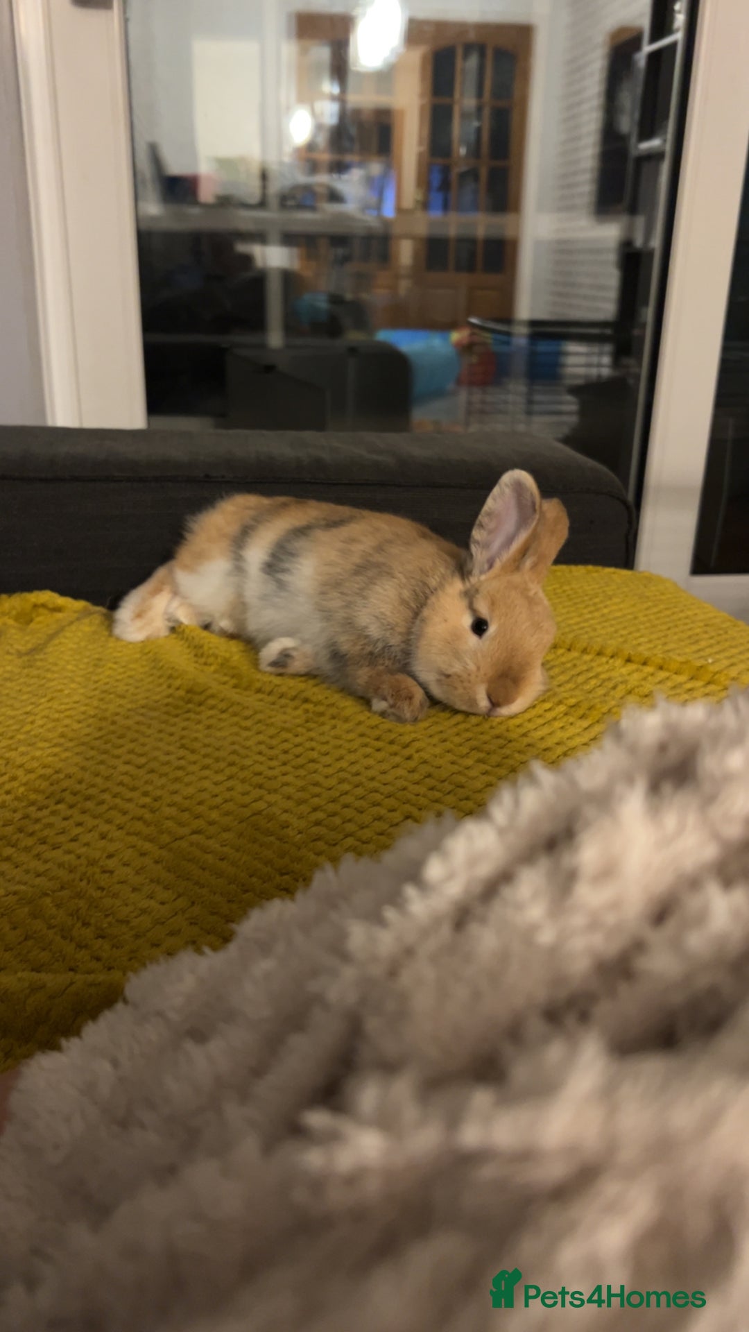 Mini Lop rabbits for sale: 7 and 1/2 month old male mini lop  - Advert 3