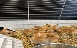 Mini Lop rabbits for sale: Mini lop babies for sale. Ready October 18th - Image 11