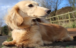 Miniature Dachshund dogs for stud: KC Reg DNA Health Tested CLEAR - CREAM MINI DACH in Littleborough - Image 7