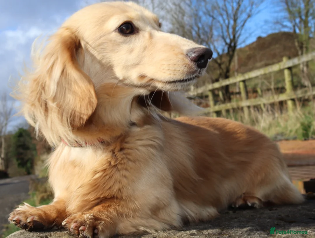Miniature Dachshund dogs for stud: KC Reg DNA Health Tested CLEAR - CREAM MINI DACH in Littleborough - Advert 7
