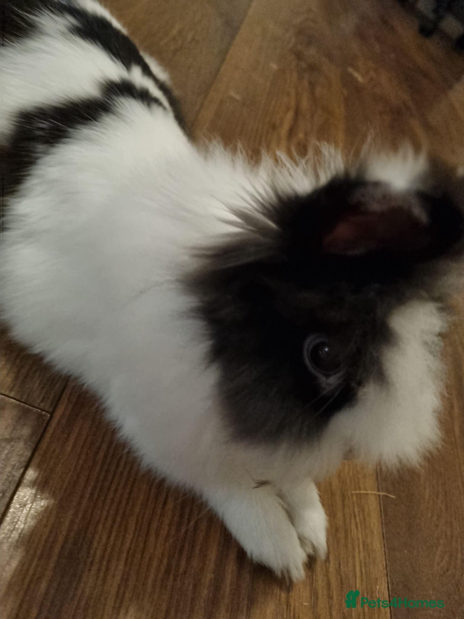 Lionhead rabbits Coco the rabbit - Advert 3