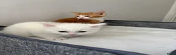Mixed Breed cats for sale: Half Turkish van fluffy kittens! - Advert 7