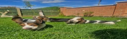 Basset Hound dogs for sale: Beautiful Basset Hounds Ready now - Advert 6