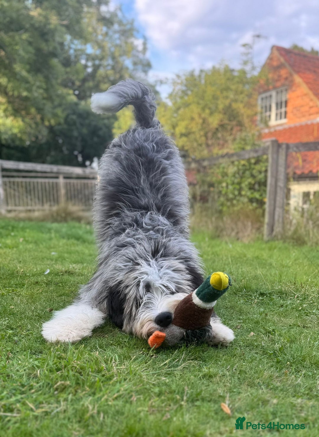 Bernedoodle dogs for sale: Curtabemdoodles Bernedoodles  - Image 17