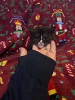 Maine Coon cats - Advert 6