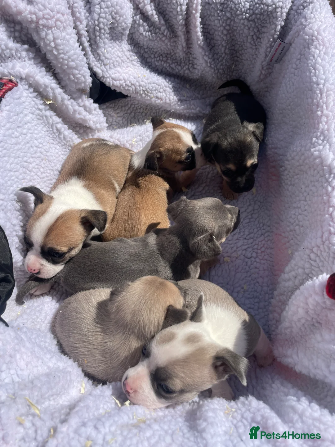 Jack Russell dogs for sale: Jack Russell puppies blue and white - Advert 2