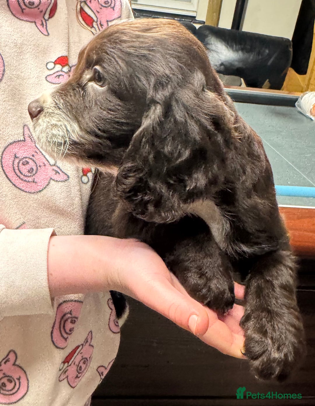 Sprocker dogs for sale: 6x sprocker spaniels  - Advert 11