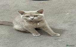 British Shorthair cats for sale: British short hair cats - Image 2