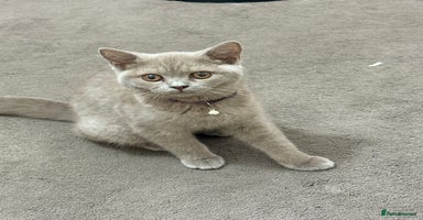 British Shorthair cats - Advert 1